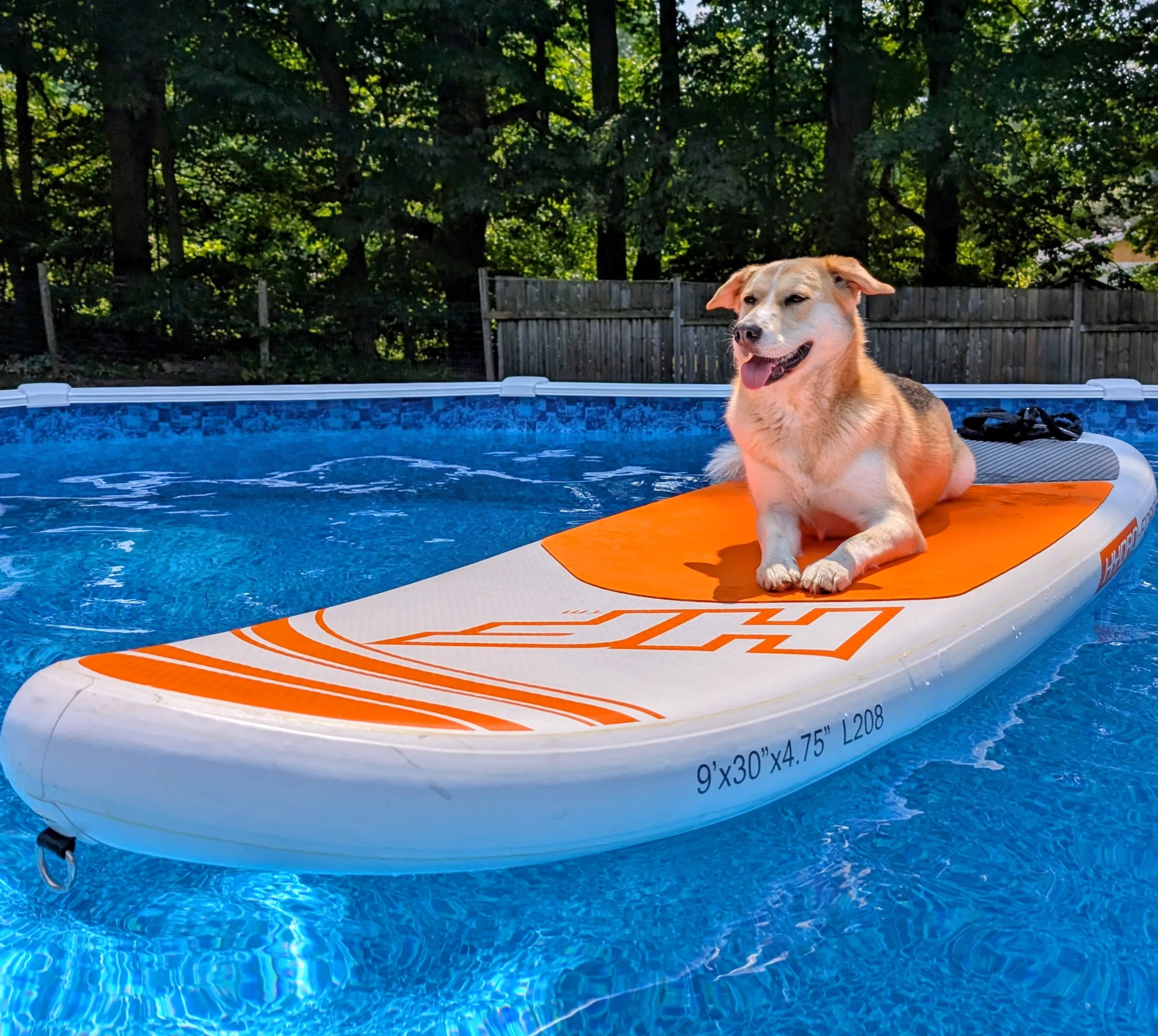 Luna lying on a paddleboard floating in a backyard pool.